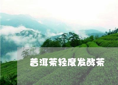 普洱茶轻度发酵茶/2023041225159