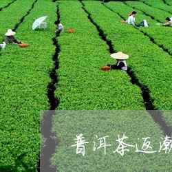 普洱茶返潮有白毛/2023040916140