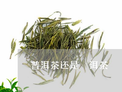 普洱茶还是潽洱茶/2023041160384