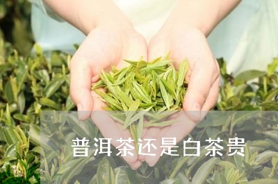 普洱茶还是白茶贵/2023041077379