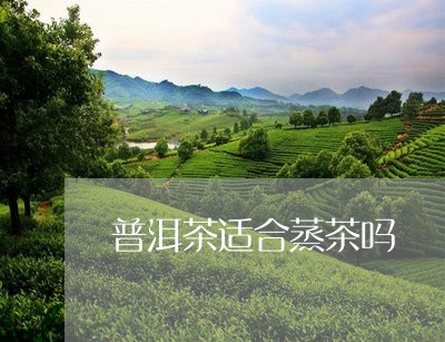 普洱茶适合蒸茶吗/2023041106169