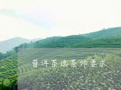 普洱茶选茶师要求/2023031703150