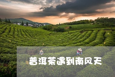 普洱茶遇到南风天/2023040999483