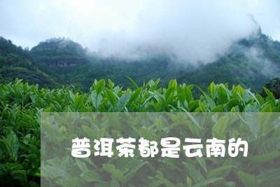 普洱茶都是云南的/2023041001684