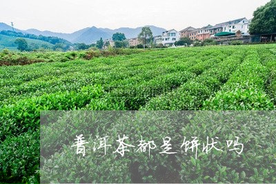 普洱茶都是饼状吗/2023031839683