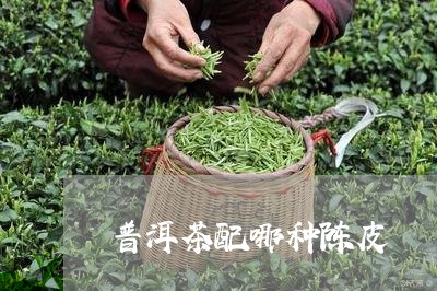 普洱茶配哪种陈皮/2023031683517