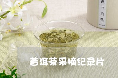 普洱茶采摘纪录片/2023041316193