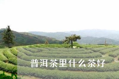 普洱茶里什么茶好/2023031668461