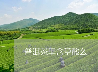 普洱茶里含草酸么/2023040164026