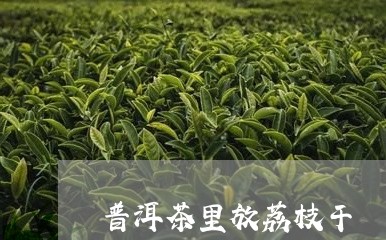 普洱茶里放荔枝干/2023041384182