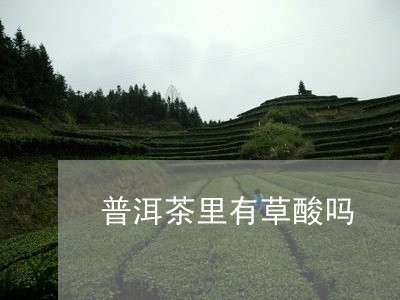 普洱茶里有草酸吗/2023040100482