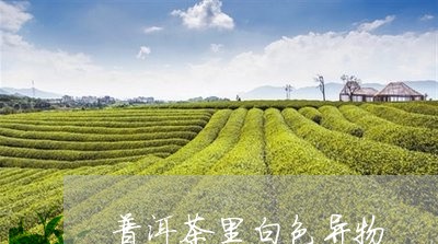 普洱茶里白色异物/2023041088274