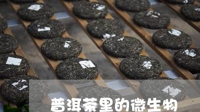 普洱茶里的微生物/2023033038572