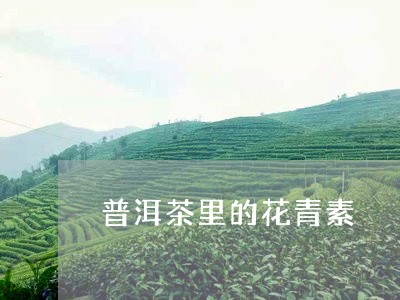 普洱茶里的花青素/2023033052068