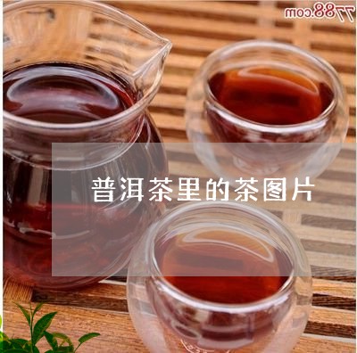 普洱茶里的茶图片/2023031609359