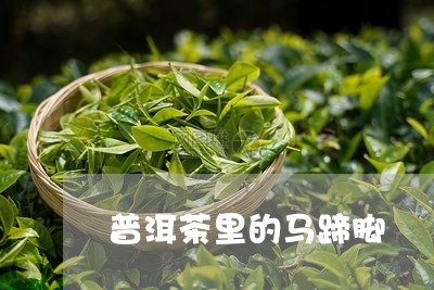 普洱茶里的马蹄脚/2023040114059