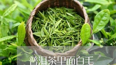 普洱茶里面白毛/2023031663170