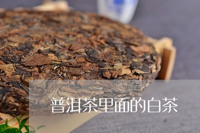 普洱茶里面的白茶/2023040933938