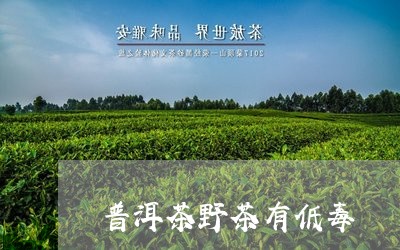 普洱茶野茶有低毒/2023041197050