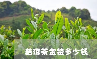 普洱茶金装多少钱/2023033143826