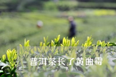 普洱茶长了黄曲霉/2023040981615