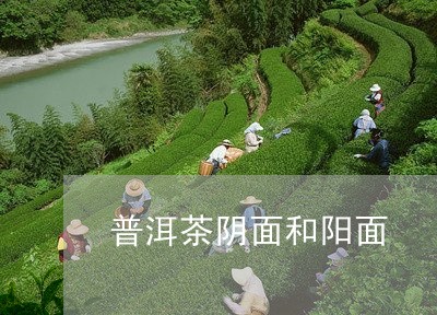 普洱茶阴面和阳面/2023041036159