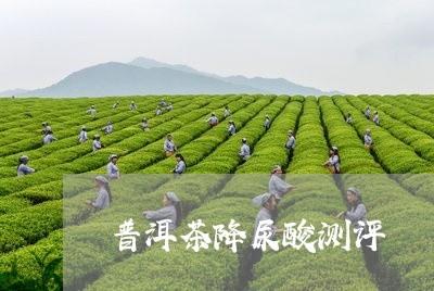 普洱茶降尿酸测评/2023031851603