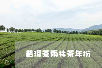 普洱茶雨林茶年份/2023031795157