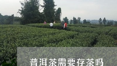 普洱茶需要存茶吗/2023041177460