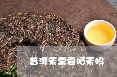 普洱茶需要晒茶吗/2023031690979