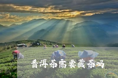 普洱茶需要藏茶吗/2023041143915