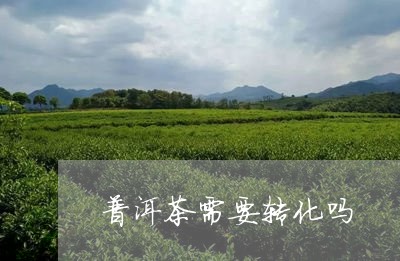 普洱茶需要转化吗/2023041488683