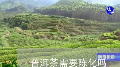 普洱茶需要陈化吗/2023041024051