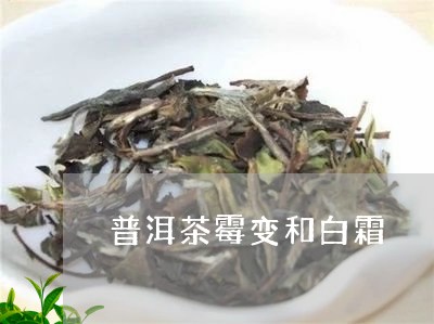 普洱茶霉变和白霜/2023041046968