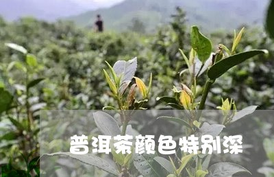 普洱茶颜色特别深/2023040987261