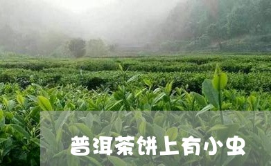 普洱茶饼上有小虫/2023041044736