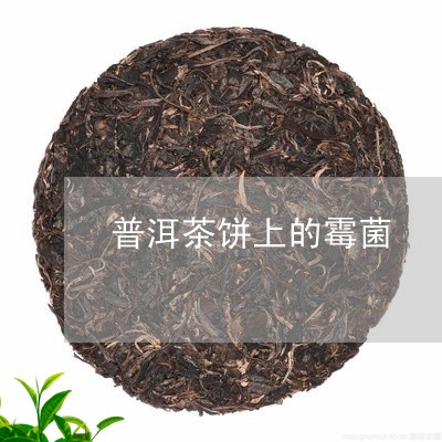 普洱茶饼上的霉菌/2023040112925