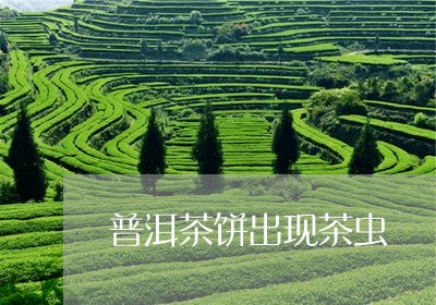 普洱茶饼出现茶虫/2023041172713