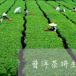 普洱茶饼生茶冲泡/2023031639503