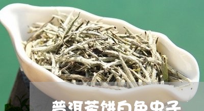 普洱茶饼白色虫子/2023041097402