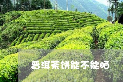 普洱茶饼能不能晒/2023033142835