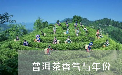 普洱茶香气与年份/2023041097260