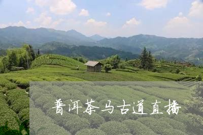 普洱茶马古道直播/2023041005935