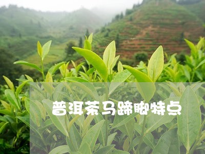 普洱茶马蹄脚特点/2023040947260