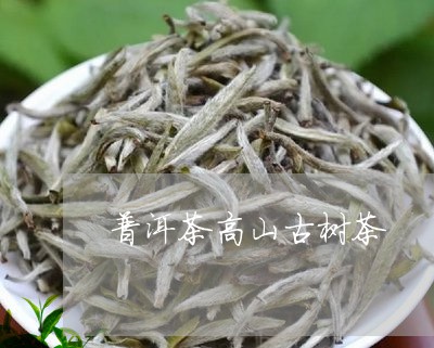 普洱茶高山古树茶/2023041105604