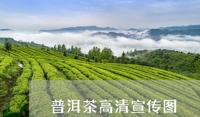 普洱茶高清宣传图/2023032939592