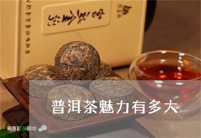 普洱茶魅力有多大/2023040914047