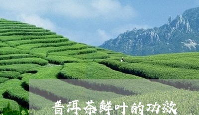 普洱茶鲜叶的功效/2023040129472