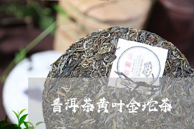 普洱茶黄叶金坨茶/2023031653036