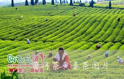 普洱茶黄姜茶图片/2023041205916